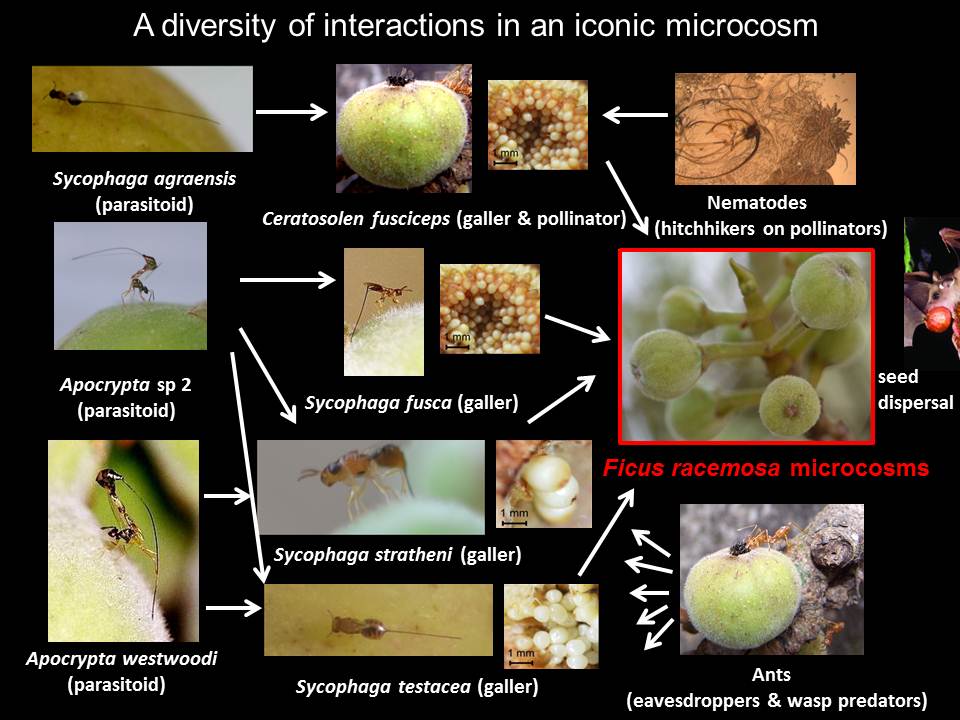 Diversity Of Interactions In Mutualism centred Plant insect Symbioses 